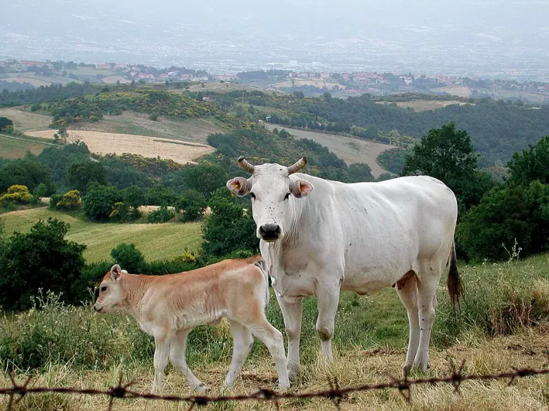Chianina-Kuh mit Kalb