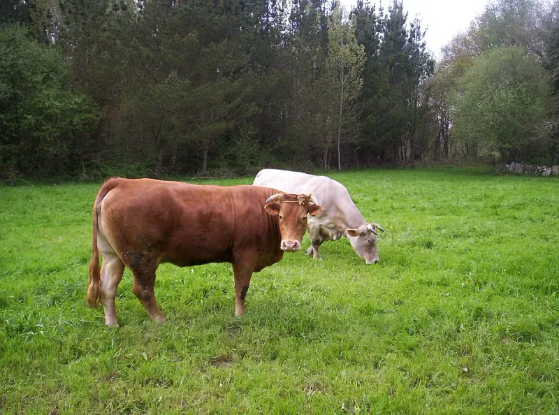 Rubia-Gallega-Rinder auf der Weide