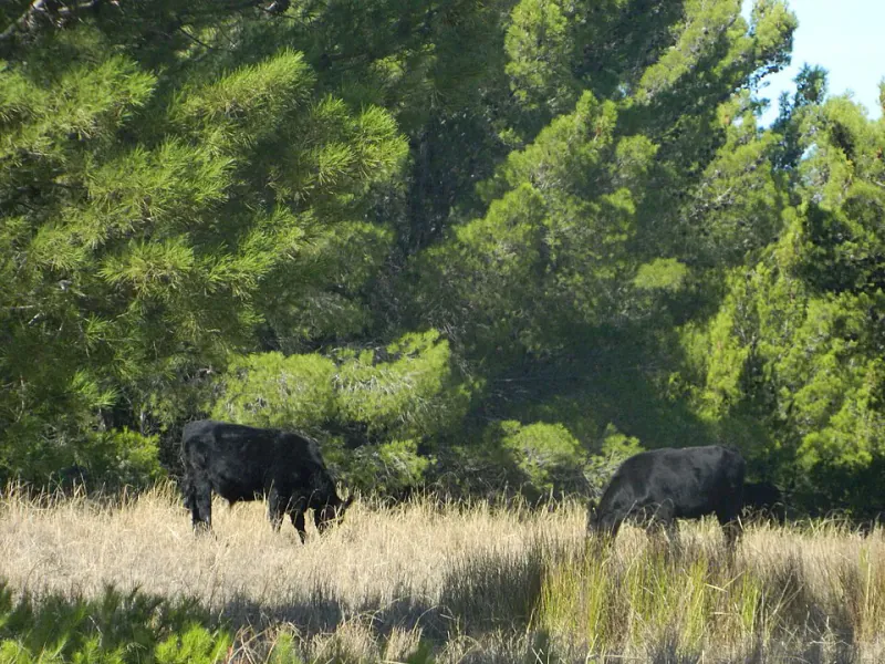 Wagyu-Rinder auf der Weide